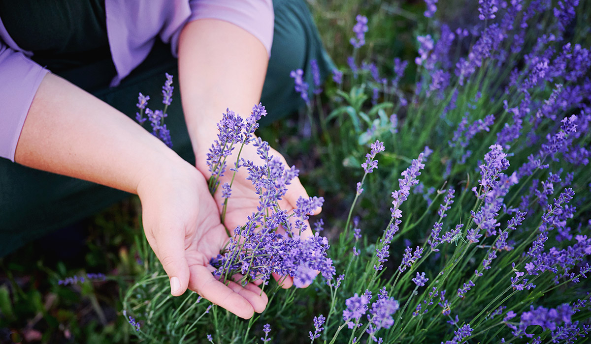Hände im Lavendel